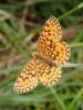 Boloria selene